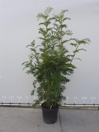 Sorbus 'Dodong' 200-225 cm draadkluit meerstammig