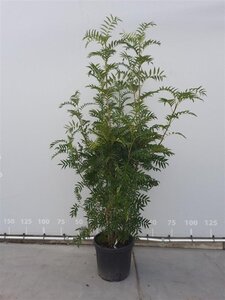 Sorbus 'Dodong' 200-225 cm draadkluit meerstammig