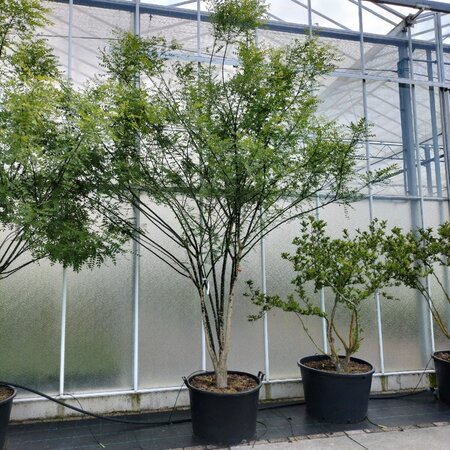 Styphnolobium j. 'Regent' 300-350 cm container meerstammig - afbeelding 1