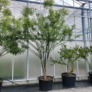 Styphnolobium j. 'Regent' 300-350 cm container meerstammig