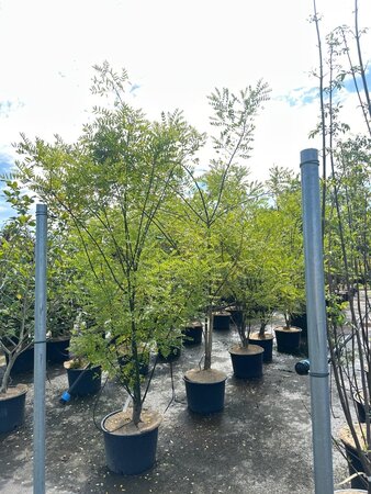 Styphnolobium japonicum = Sophora japonica 200-250 cm cont. 35L meerstammig