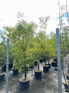 Styphnolobium japonicum = Sophora japonica 200-250 cm cont. 35L meerstammig