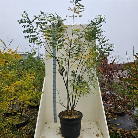 Styphnolobium japonicum = Sophora japonica 200-250 cm cont. 55L meerstammig