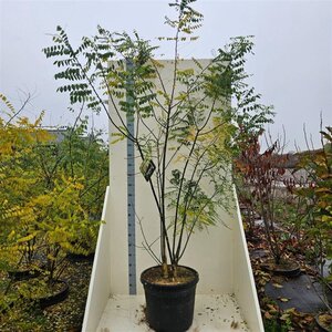 Styphnolobium japonicum = Sophora japonica 200-250 cm cont. 55L multi-stem