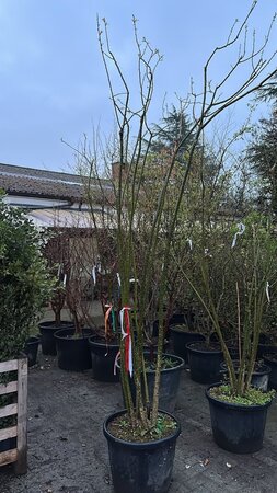 Styphnolobium japonicum = Sophora japonica 200-250 cm cont. 70L meerstammig