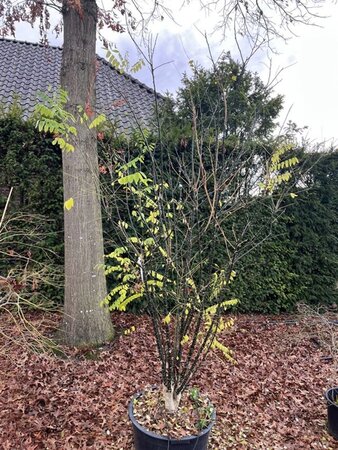 Styphnolobium japonicum = Sophora japonica 200-250 cm cont. 80L multi-stem