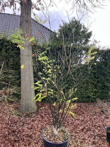 Styphnolobium japonicum = Sophora japonica 200-250 cm cont. 80L multi-stem