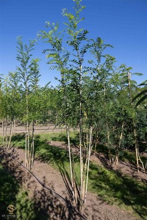Styphnolobium japonicum = Sophora japonica 250-300 cm draadkluit meerstammig extra - afbeelding 1