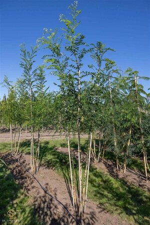 Styphnolobium japonicum = Sophora japonica 250-300 cm draadkluit meerstammig extra - afbeelding 2