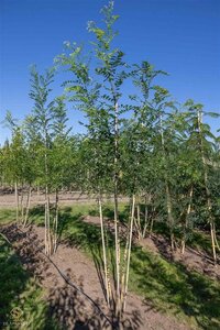 Styphnolobium japonicum = Sophora japonica 250-300 cm draadkluit meerstammig extra - afbeelding 2