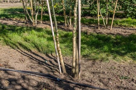 Styphnolobium japonicum = Sophora japonica 250-300 cm draadkluit meerstammig extra - afbeelding 3