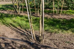 Styphnolobium japonicum = Sophora japonica 250-300 cm draadkluit meerstammig extra - afbeelding 3