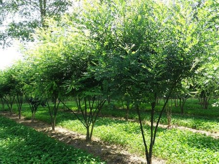 Styphnolobium japonicum = Sophora japonica 250-300 cm draadkluit meerstammig extra - afbeelding 4