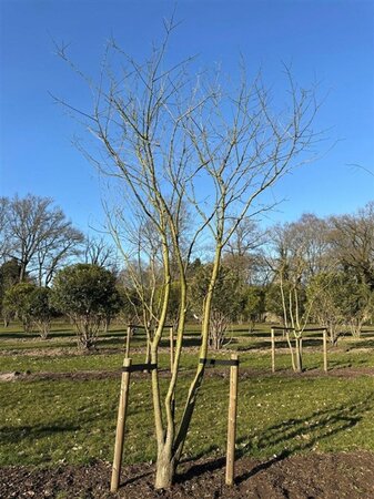 Styphnolobium japonicum = Sophora japonica 450-500 cm draadkluit meerstammig - afbeelding 16