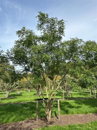 Styphnolobium japonicum = Sophora japonica 450-500 cm draadkluit meerstammig - afbeelding 15