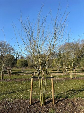 Styphnolobium japonicum = Sophora japonica 450-500 cm draadkluit meerstammig - afbeelding 14