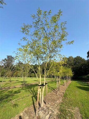 Styphnolobium japonicum = Sophora japonica 450-500 cm draadkluit meerstammig - afbeelding 11