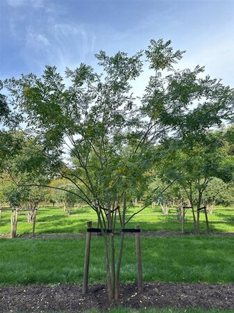 Styphnolobium japonicum = Sophora japonica 450-500 cm draadkluit meerstammig - afbeelding 9