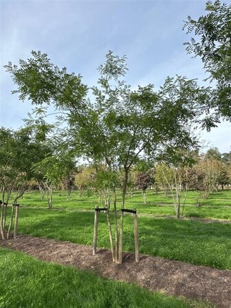 Styphnolobium japonicum = Sophora japonica 450-500 cm draadkluit meerstammig - afbeelding 8