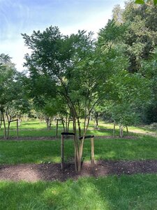 Styphnolobium japonicum = Sophora japonica 450-500 cm draadkluit meerstammig - afbeelding 7