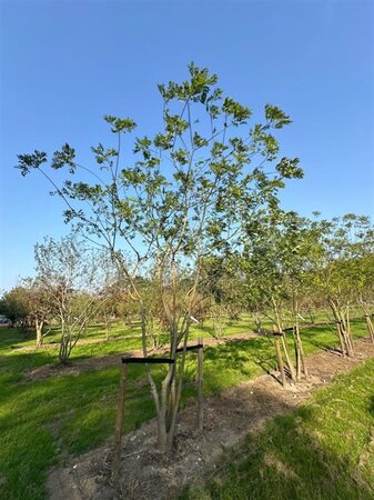 Styphnolobium japonicum = Sophora japonica 450-500 cm draadkluit meerstammig - afbeelding 6