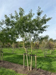 Styphnolobium japonicum = Sophora japonica 450-500 cm draadkluit meerstammig - afbeelding 5