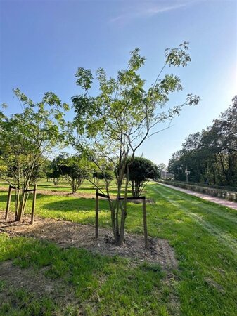 Styphnolobium japonicum = Sophora japonica 450-500 cm draadkluit meerstammig - afbeelding 4