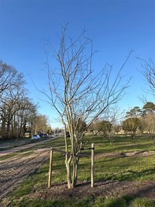 Styphnolobium japonicum = Sophora japonica 450-500 cm draadkluit meerstammig - afbeelding 3