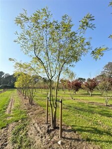 Styphnolobium japonicum = Sophora japonica 450-500 cm WRB multi-stem