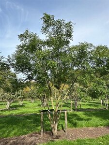 Styphnolobium japonicum = Sophora japonica 450-500 cm WRB multi-stem - image 15