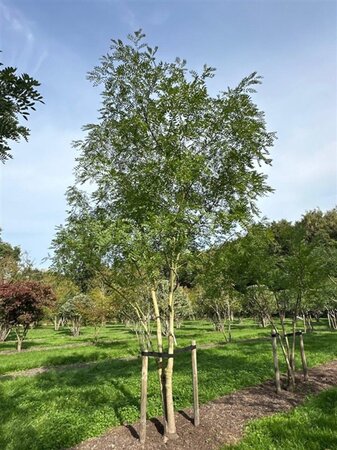 Styphnolobium japonicum = Sophora japonica 450-500 cm WRB multi-stem - image 13