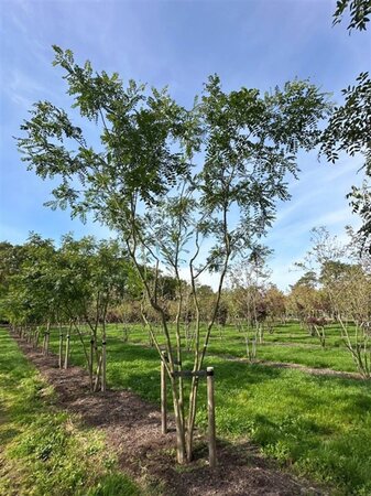 Styphnolobium japonicum = Sophora japonica 450-500 cm WRB multi-stem - image 12