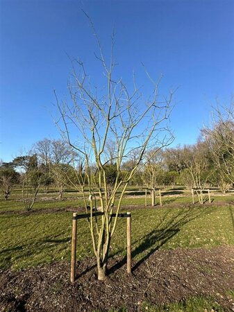 Styphnolobium japonicum = Sophora japonica 450-500 cm WRB multi-stem - image 10