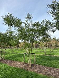 Styphnolobium japonicum = Sophora japonica 450-500 cm WRB multi-stem - image 8