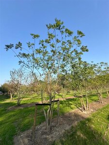 Styphnolobium japonicum = Sophora japonica 450-500 cm WRB multi-stem - image 6