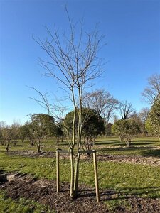 Styphnolobium japonicum = Sophora japonica 450-500 cm WRB multi-stem - image 2