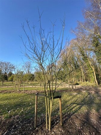Styphnolobium japonicum = Sophora japonica 450-500 cm WRB multi-stem - image 17