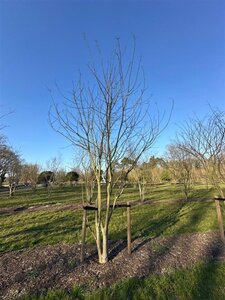 Styphnolobium japonicum = Sophora japonica 500-550 cm draadkluit meerstammig - afbeelding 2