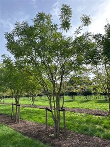 Styphnolobium japonicum = Sophora japonica 500-550 cm WRB multi-stem
