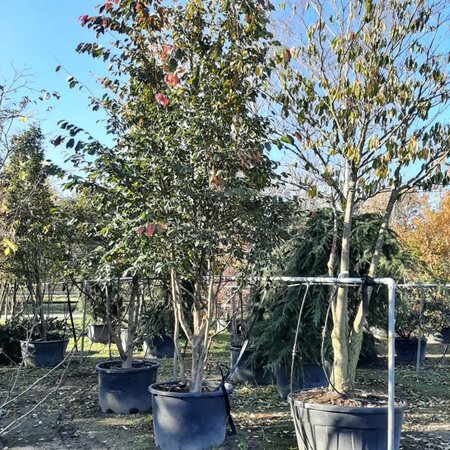Sycoparrotia semidecidua 400-500 cm draadkluit meerstammig - afbeelding 1