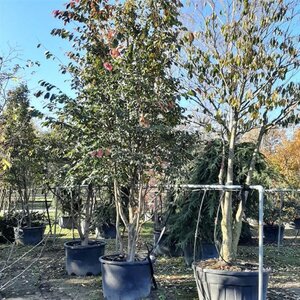 Sycoparrotia semidecidua 400-500 cm draadkluit meerstammig