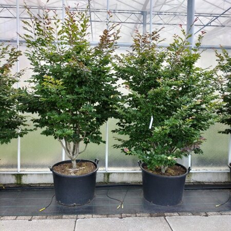 Sycoparrotia semidec. 'Purple Haze' 200-250 cm container meerstammig - afbeelding 1
