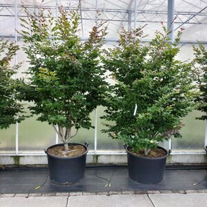 Sycoparrotia semidec. 'Purple Haze' 200-250 cm container meerstammig - afbeelding 1