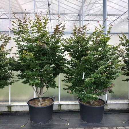 Sycoparrotia semidec. 'Purple Haze' 200-250 cm container multi-stem - image 2