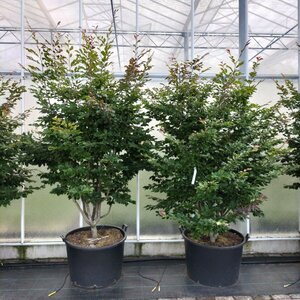 Sycoparrotia semidec. 'Purple Haze' 200-250 cm container multi-stem - image 2