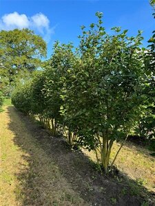 Syringa v. 'And. an Ludwig Späth' 250-300 cm draadkluit meerstammig solitair