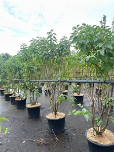 Syringa v. 'Amethyst' 125-150 cm cont. 20L meerstammig