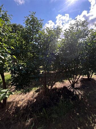 Syringa v. 'Charles Joly' 200-250 cm draadkluit meerstammig solitair
