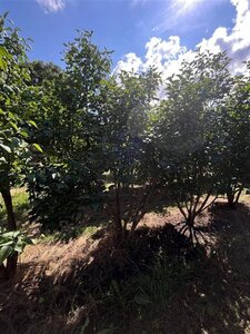 Syringa v. 'Charles Joly' 200-250 cm draadkluit meerstammig solitair