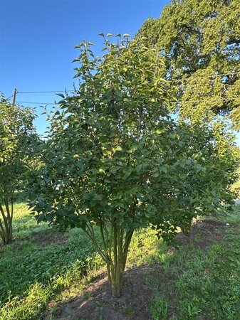 Syringa vulgaris 250-300 cm draadkluit meerstammig extra - afbeelding 2